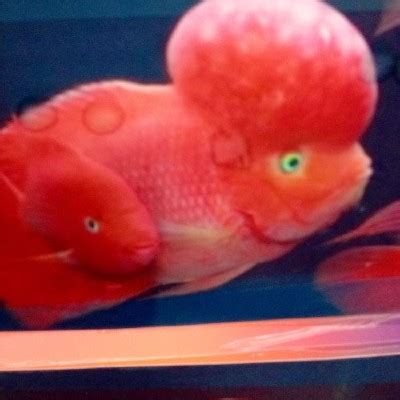 Super Red Mammons for Sale Online Mammon Dealers.